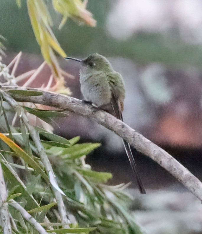 Black-tailed Trainbearer - Steve Collins