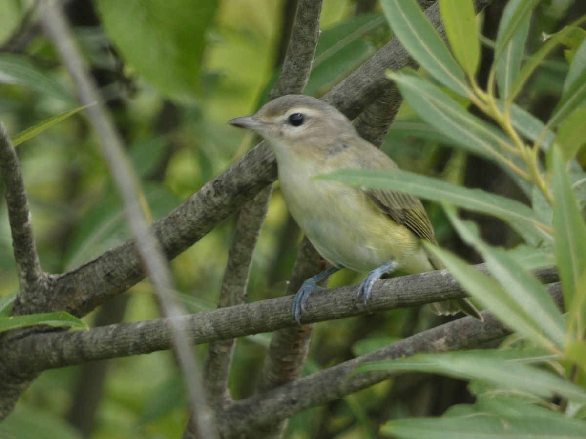 Warbling Vireo - ML622879583