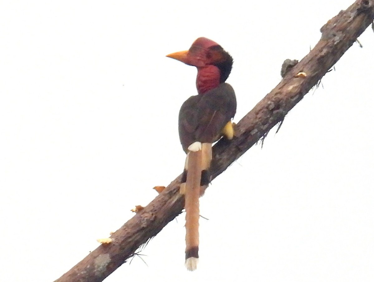 Helmeted Hornbill - ML622879620