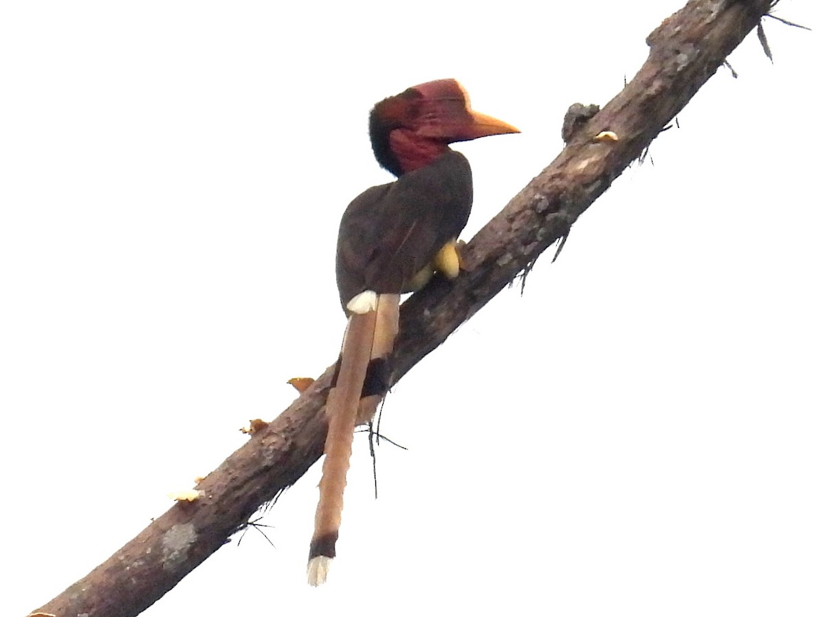 Helmeted Hornbill - ML622879621