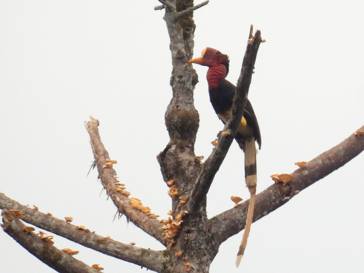 Helmeted Hornbill - ML622879622