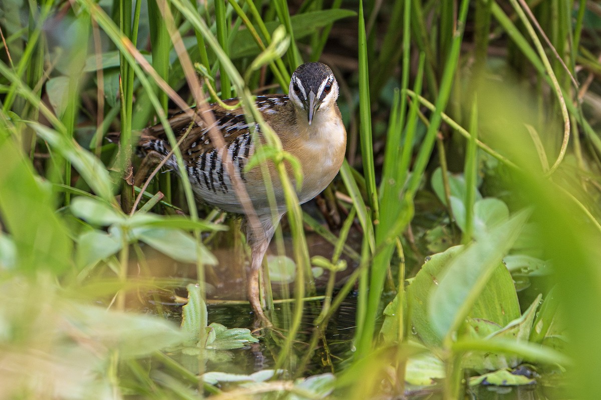 Yellow-breasted Crake - ML622879627