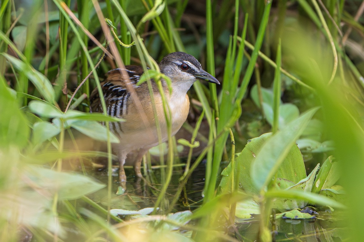 Yellow-breasted Crake - ML622879628