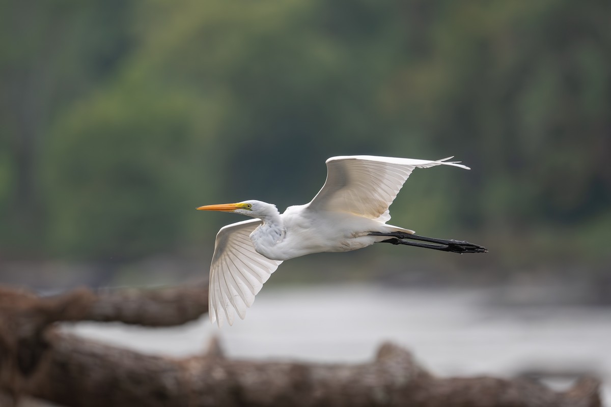 Great Egret - ML622879650