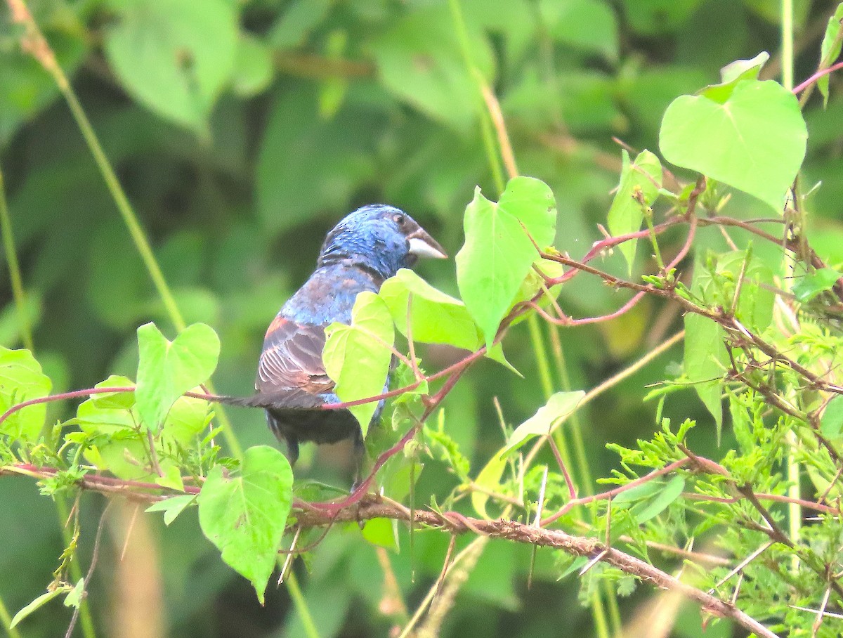 Blue Grosbeak - ML622879695