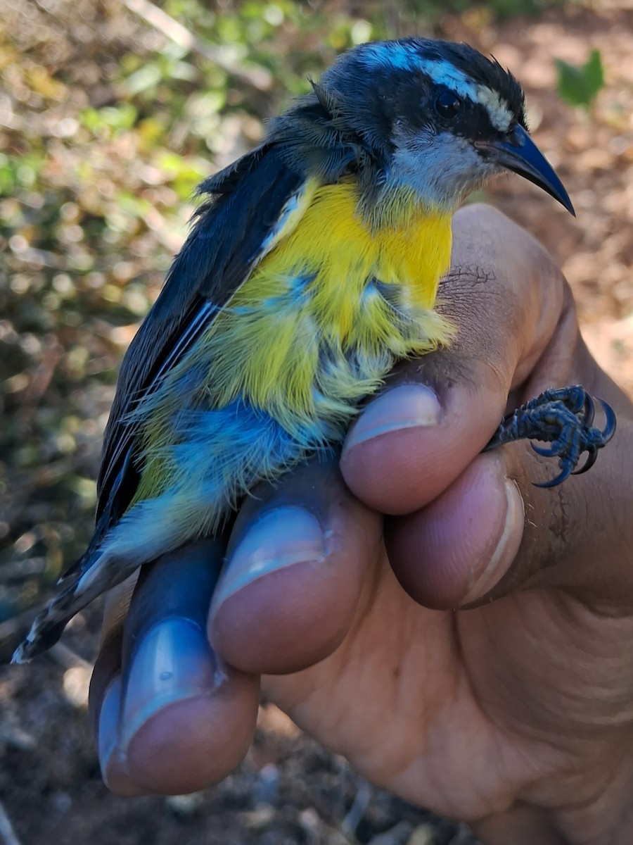 Bananaquit - Valeria Torrado