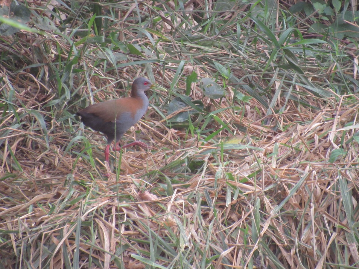 Slaty-breasted Wood-Rail - Jhuan Farias