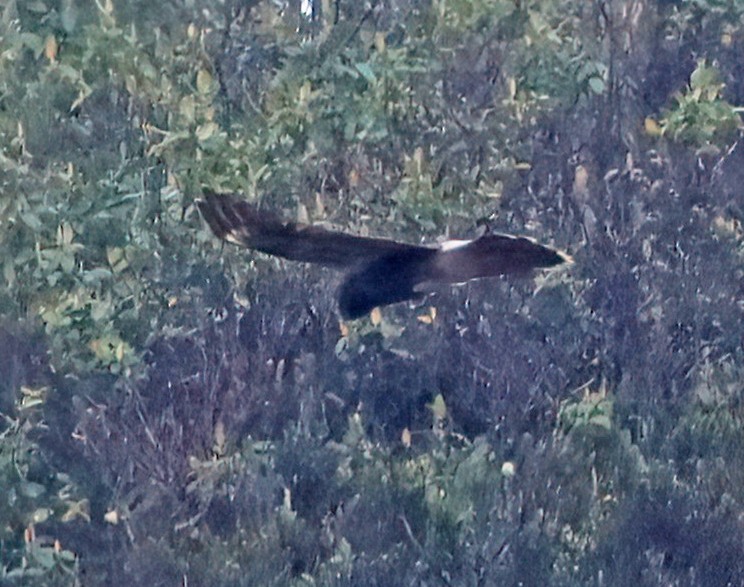 Carunculated Caracara - Steve Collins