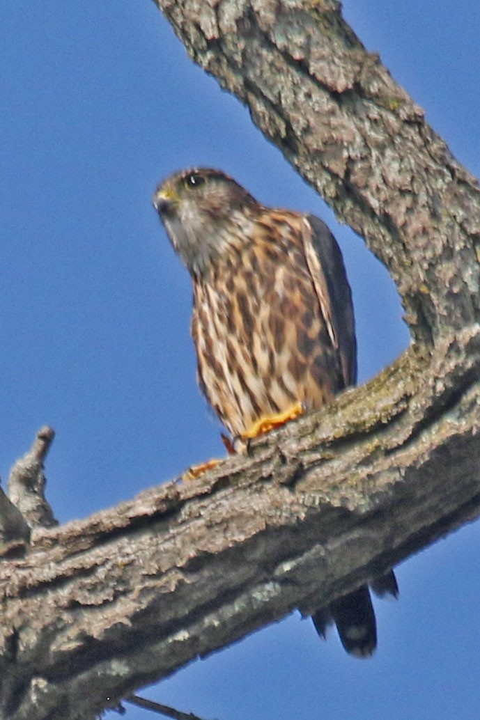 Merlin - Joan and/or George Sims