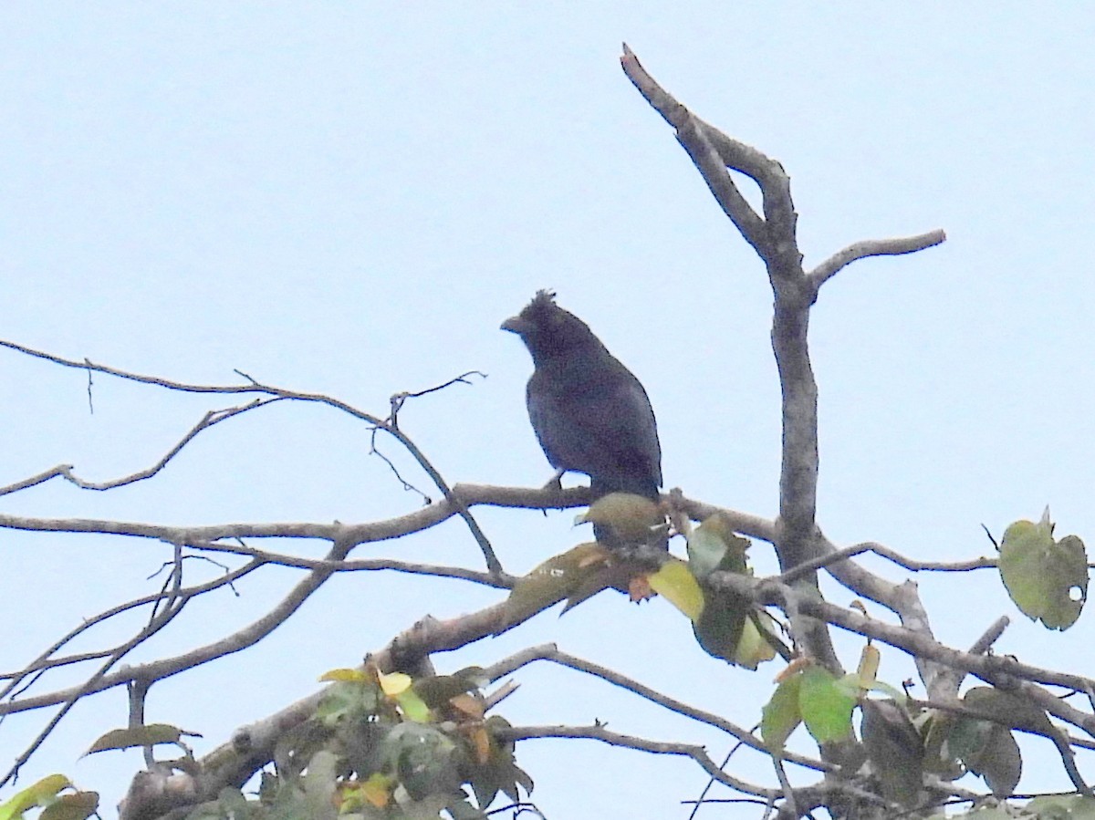 Black Magpie (Bornean) - ML622879725