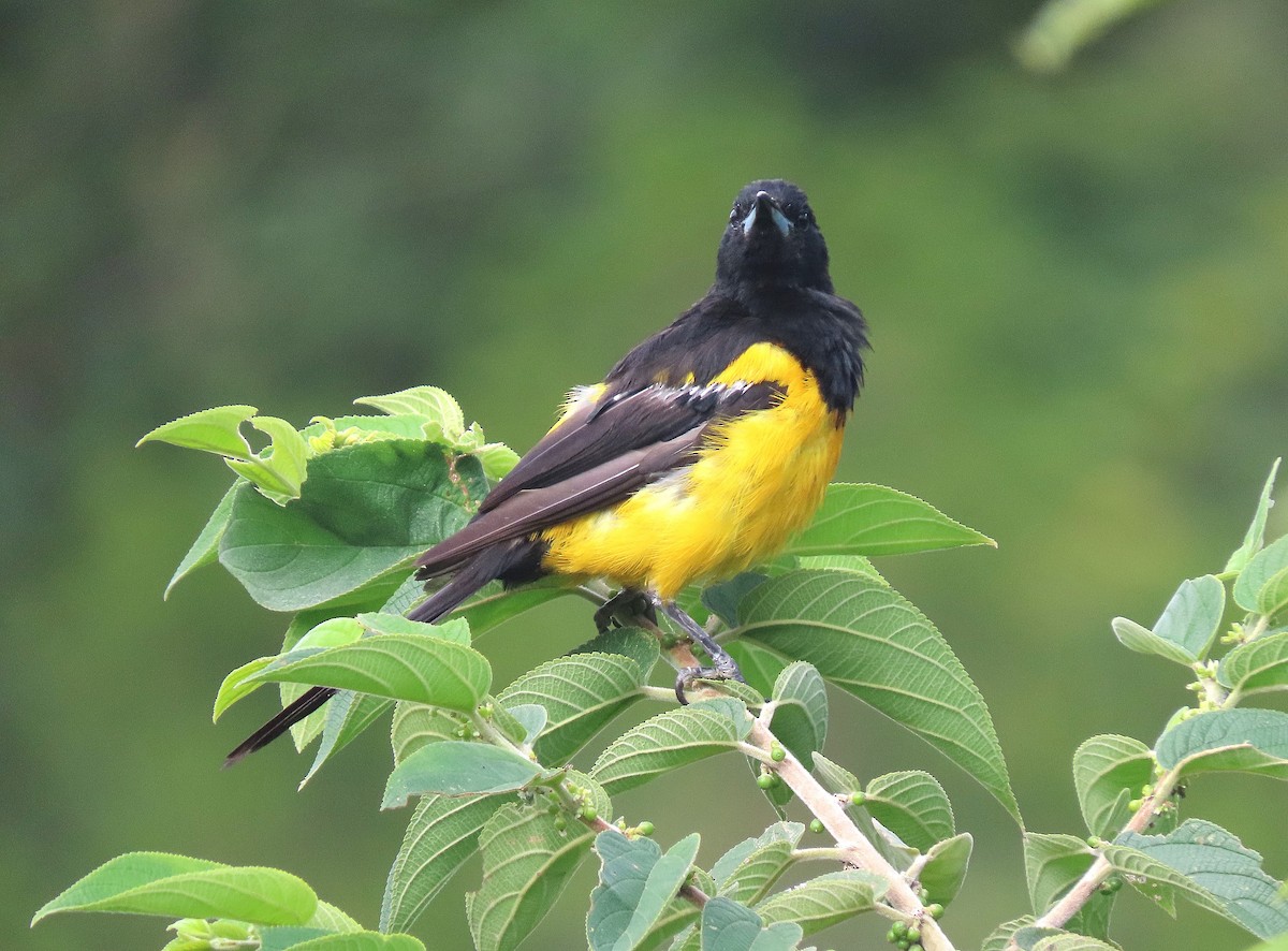 Black-vented Oriole - ML622879734