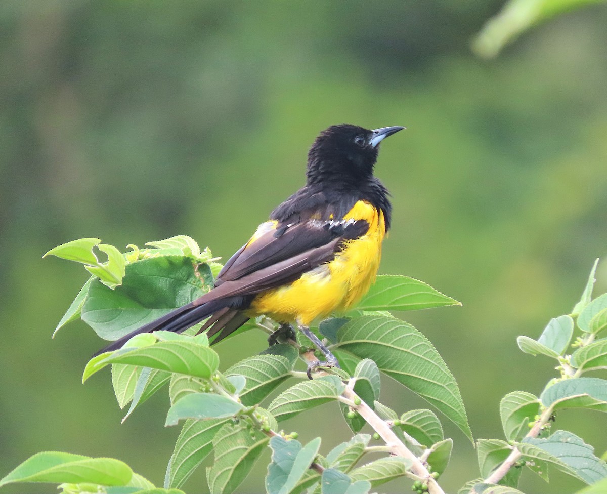 Black-vented Oriole - ML622879735