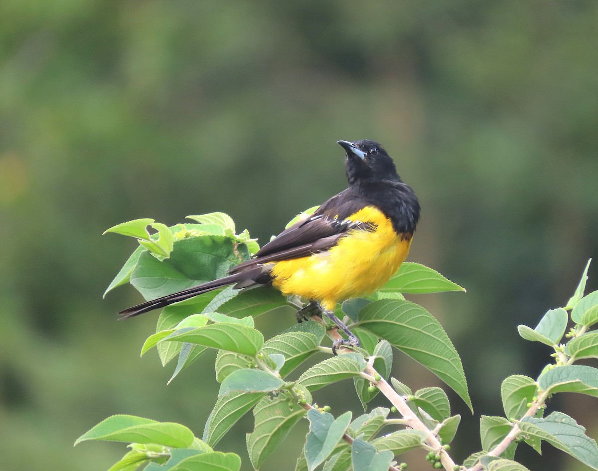 Black-vented Oriole - ML622879739