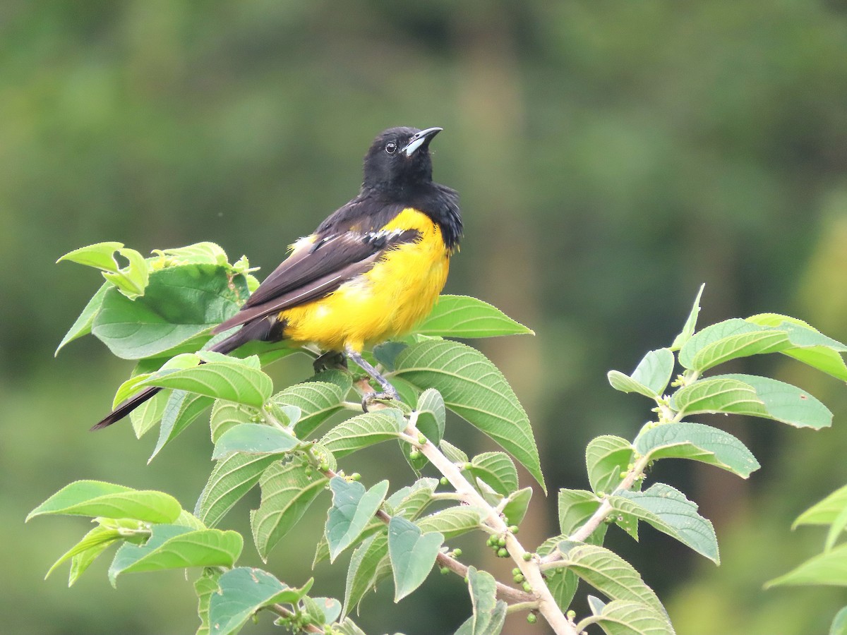 Black-vented Oriole - ML622879740