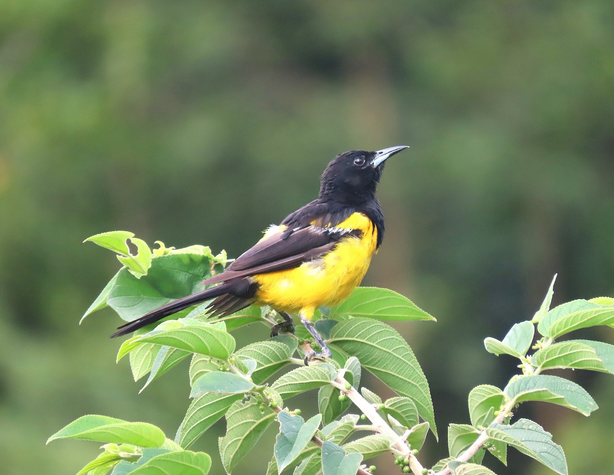 Black-vented Oriole - ML622879742