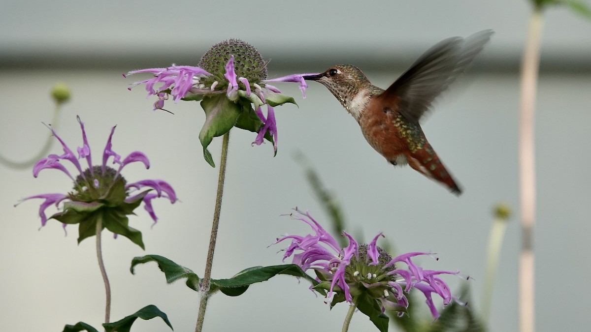 Rufous Hummingbird - ML622879746