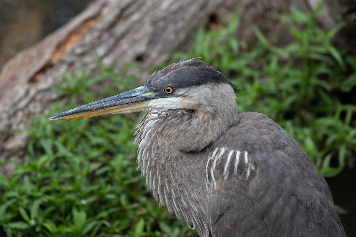 Great Blue Heron - ML622879782