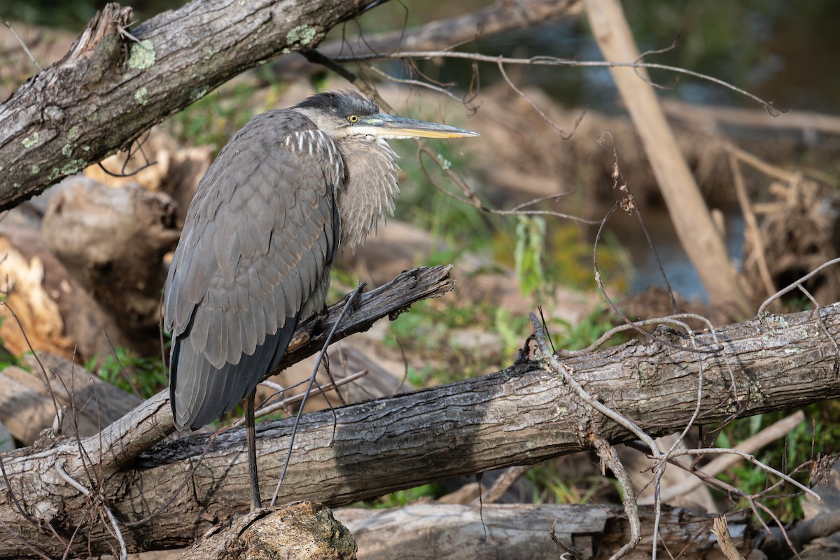 Great Blue Heron - ML622879783