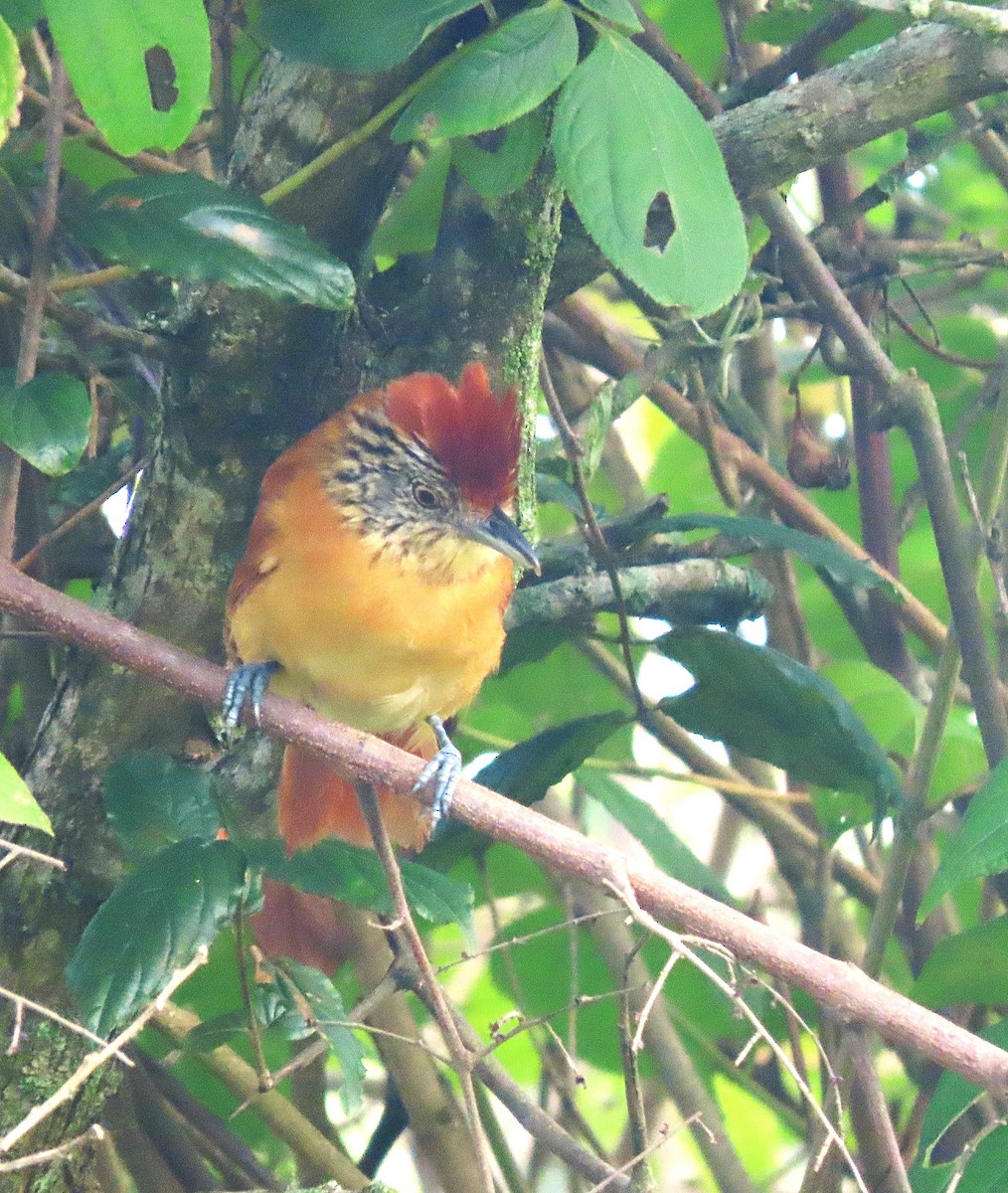 Barred Antshrike - ML622879784