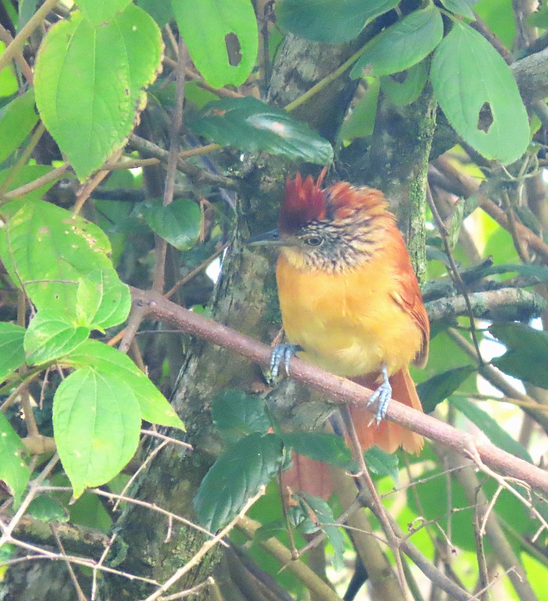 Barred Antshrike - ML622879785