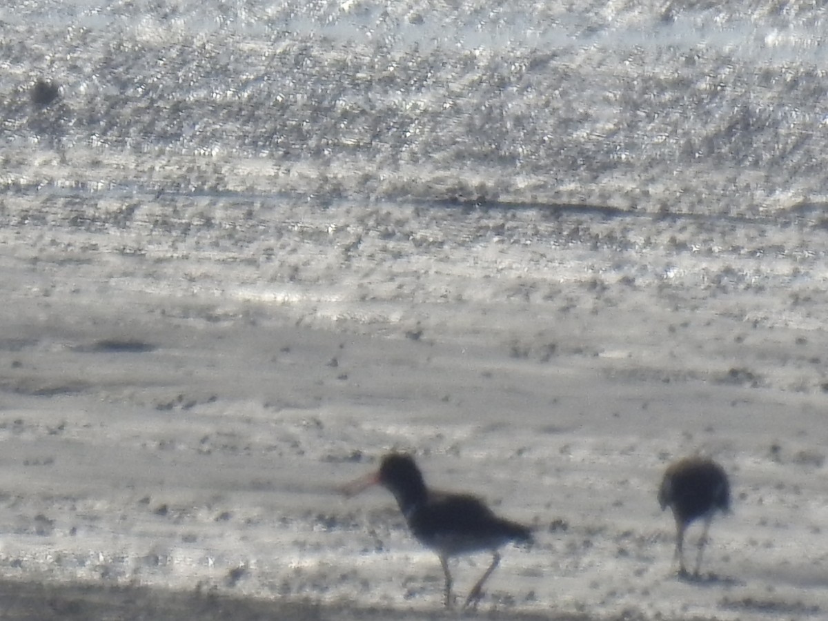 Eurasian Oystercatcher - Irvin Calicut