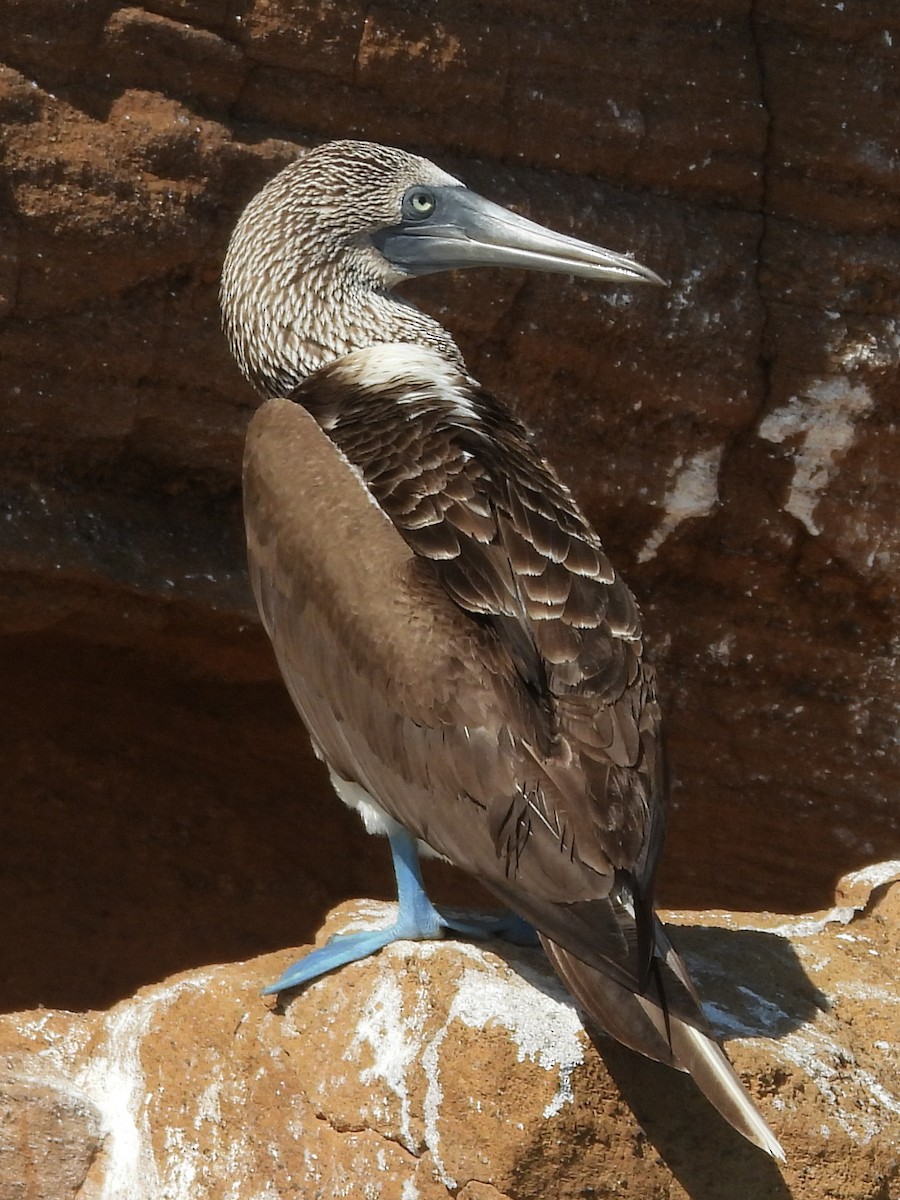 Blue-footed Booby - Susan Tenney