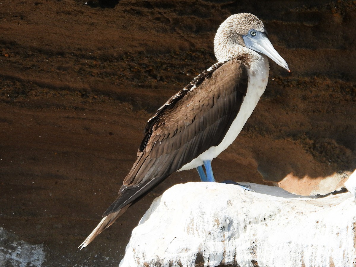 Blue-footed Booby - ML622879820