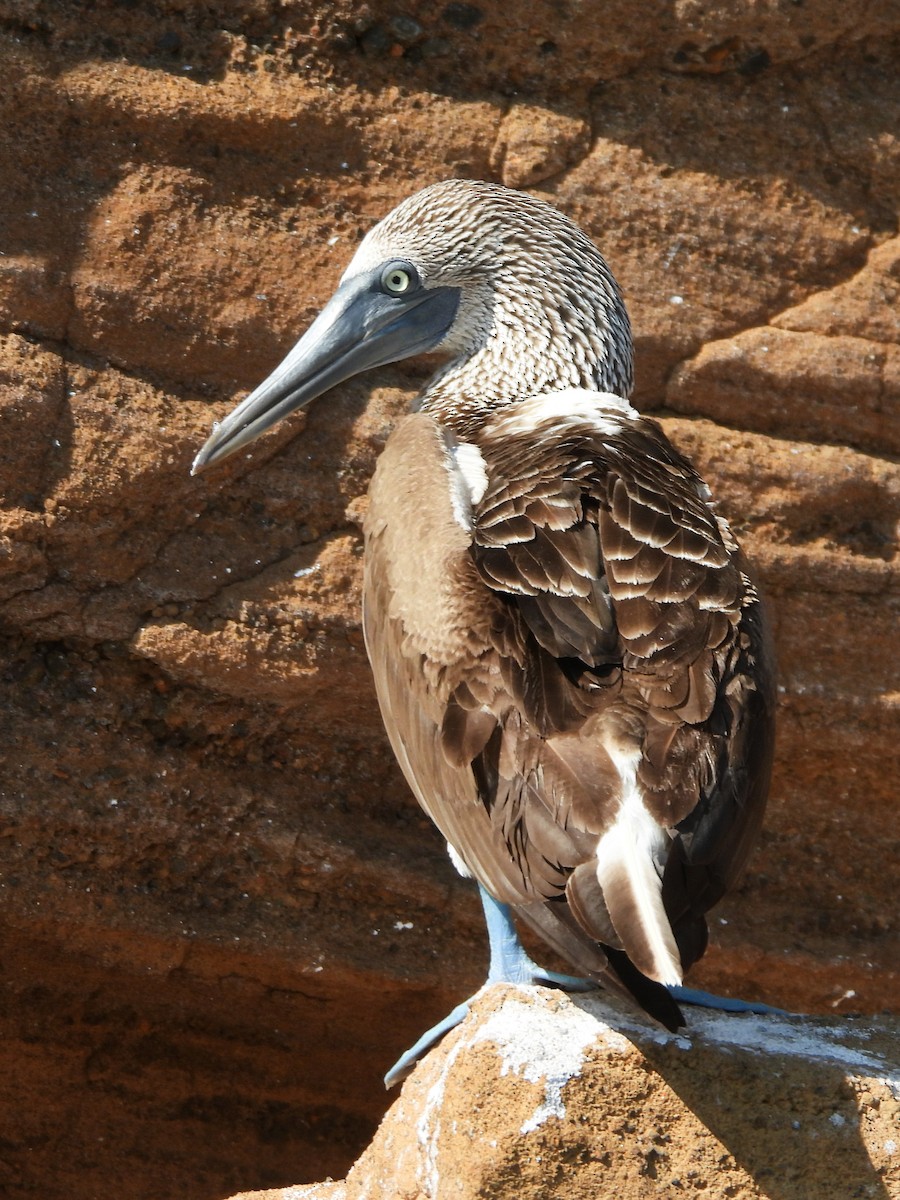 Blue-footed Booby - ML622879821