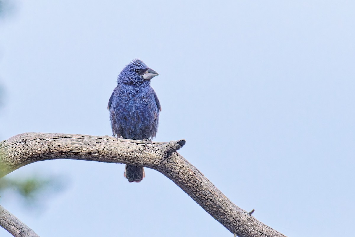 Blue Grosbeak - Bob Walker