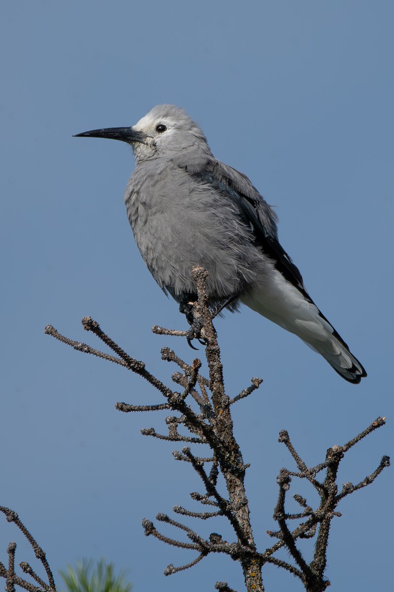 Clark's Nutcracker - Lucine Reinbold