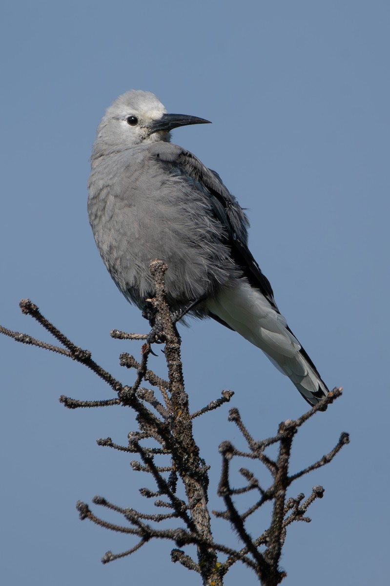 Clark's Nutcracker - Lucine Reinbold