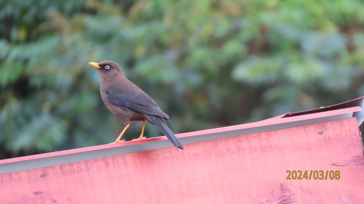 Sooty Thrush - Paul Wolter