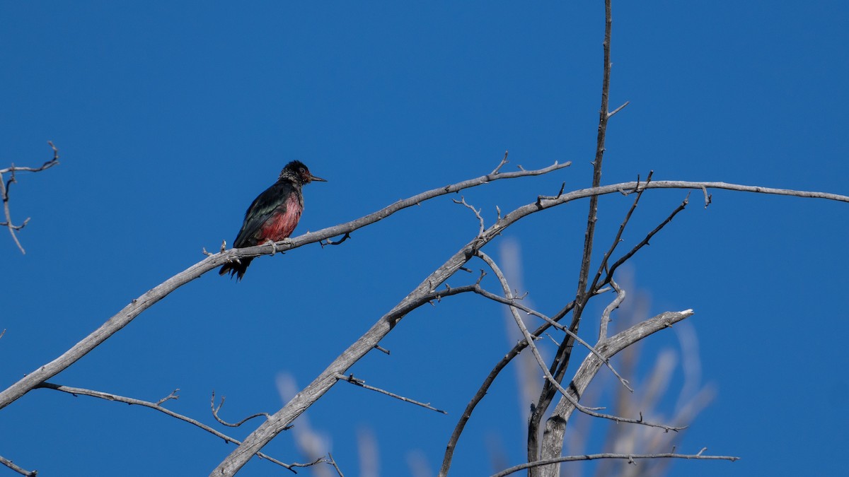 Lewis's Woodpecker - ML622879839