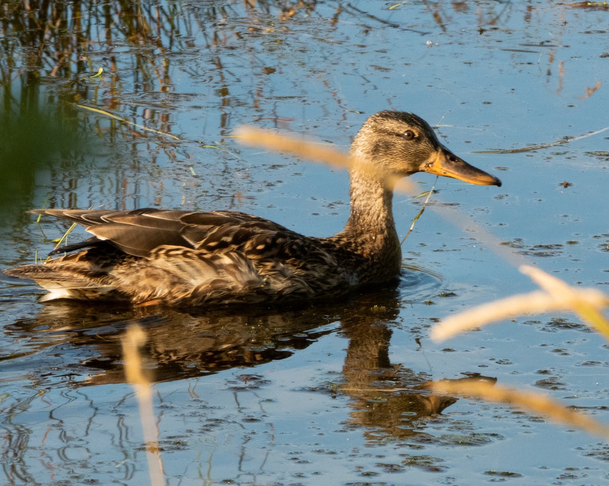 Mallard - ML622879863