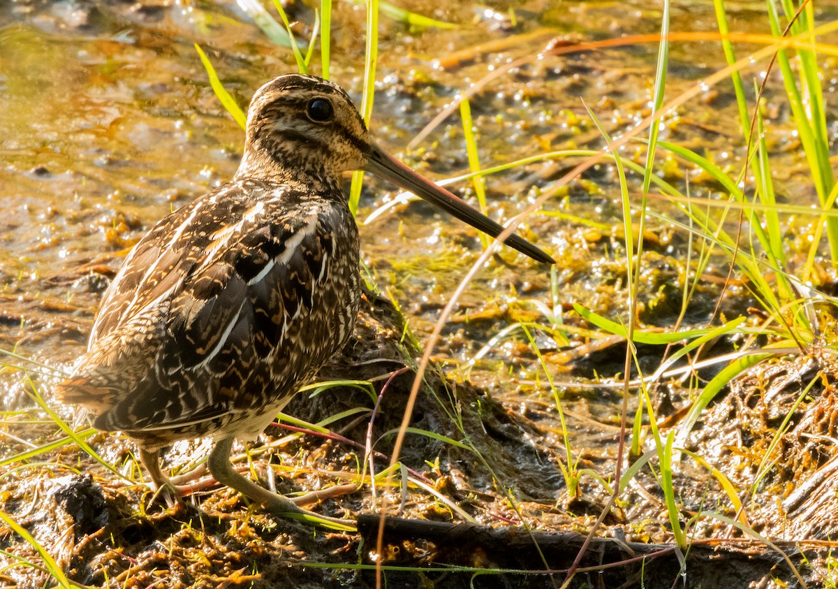 Wilson's Snipe - Francois Dubois