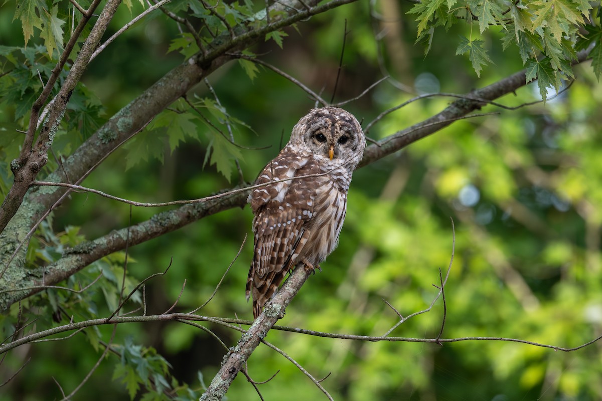 Barred Owl - ML622879877