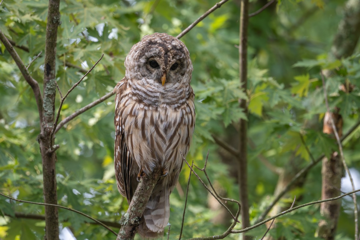 Barred Owl - ML622879878