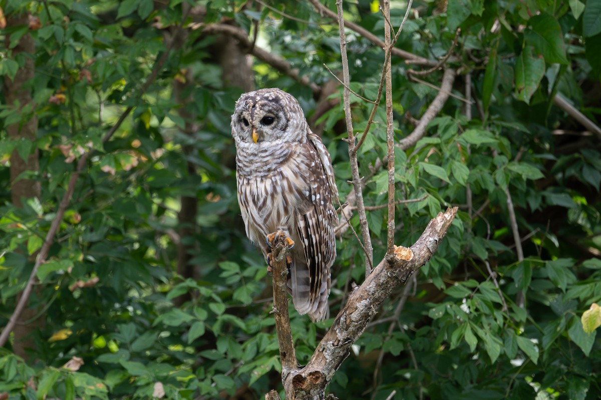 Barred Owl - ML622879879