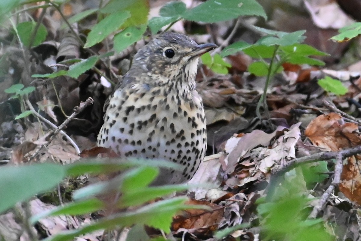 Song Thrush - ML622879888