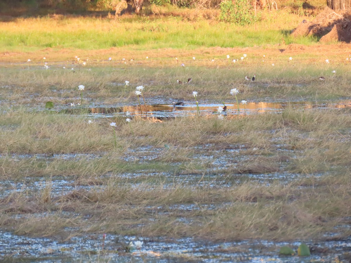 Comb-crested Jacana - ML622879907