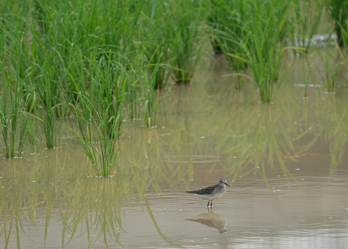 Bruchwasserläufer - ML622879908