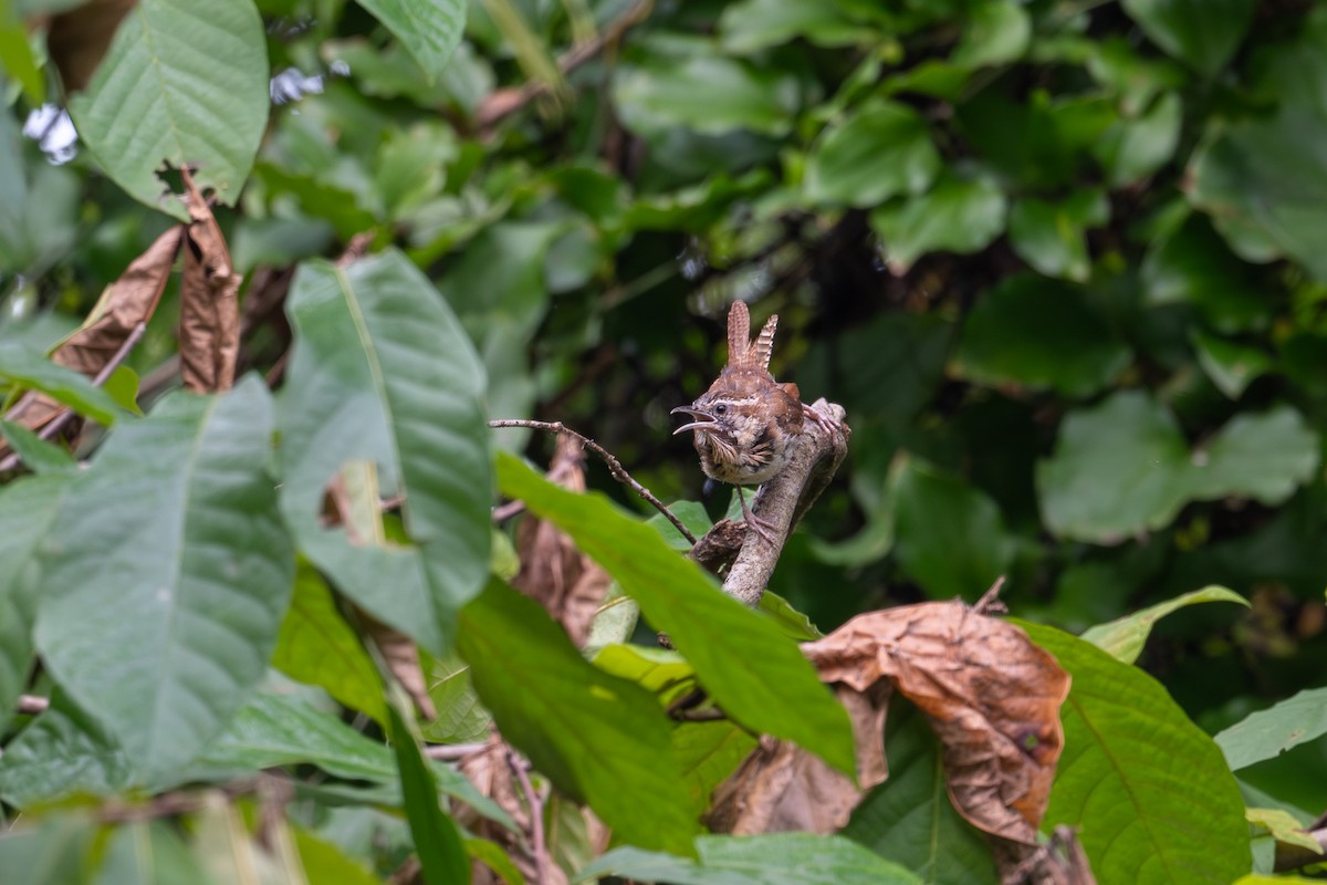 Carolina Wren - ML622879909