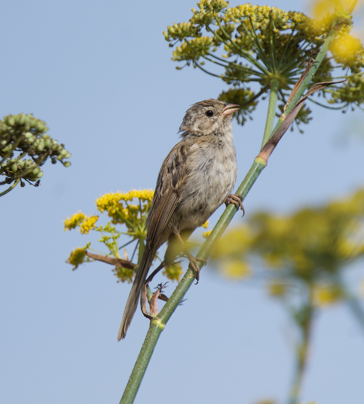 Brewer's Sparrow - Jack Hayden