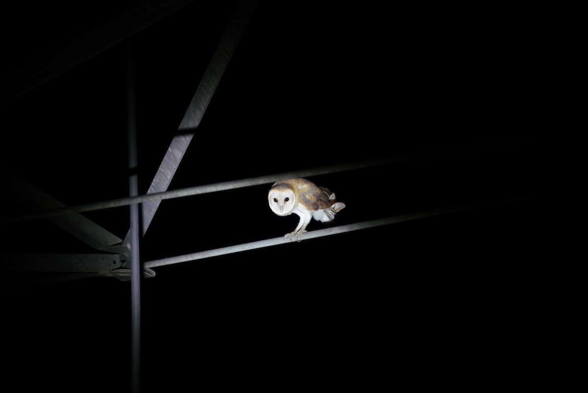 Barn Owl - ML622879962