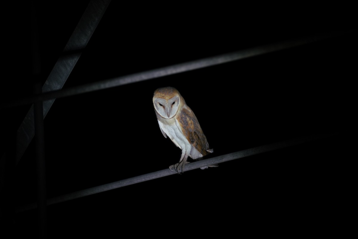 Barn Owl - ML622879963