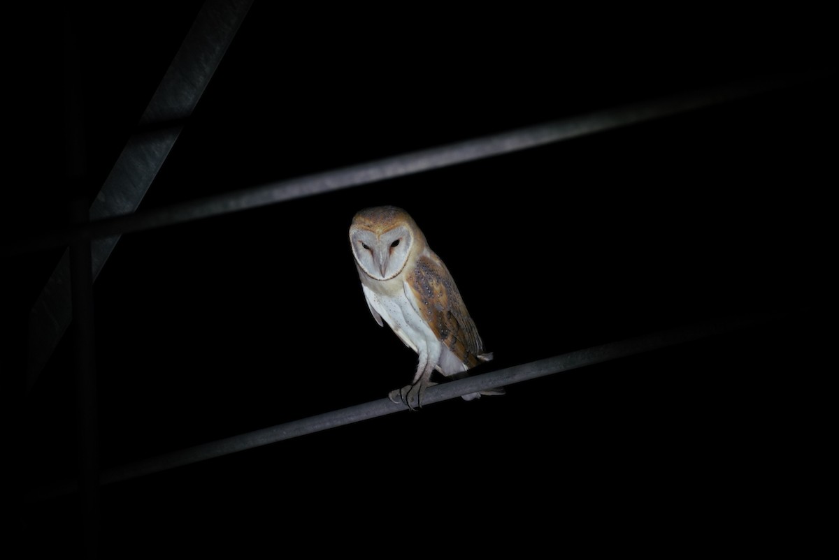 Barn Owl - ML622879964