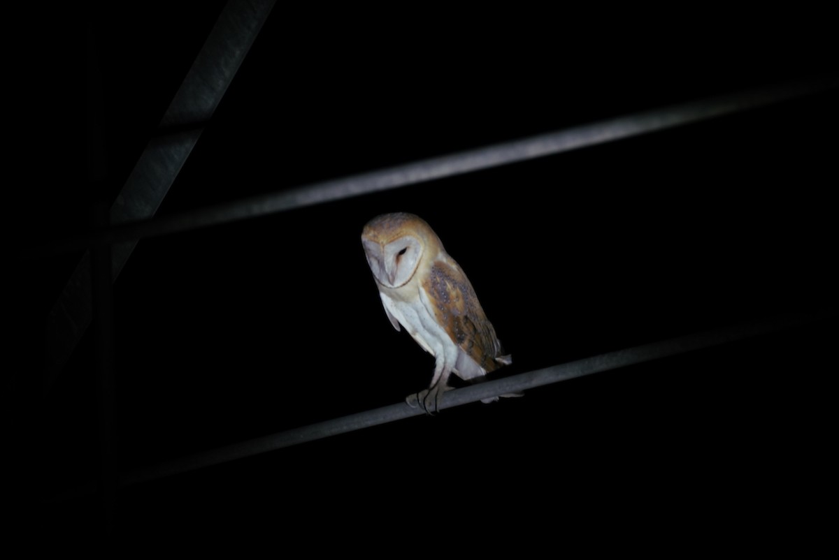 Barn Owl - Irvin Calicut