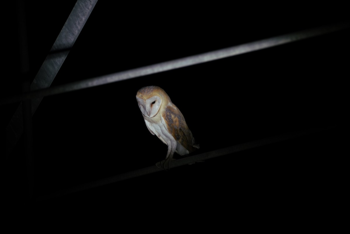 Barn Owl - ML622879966