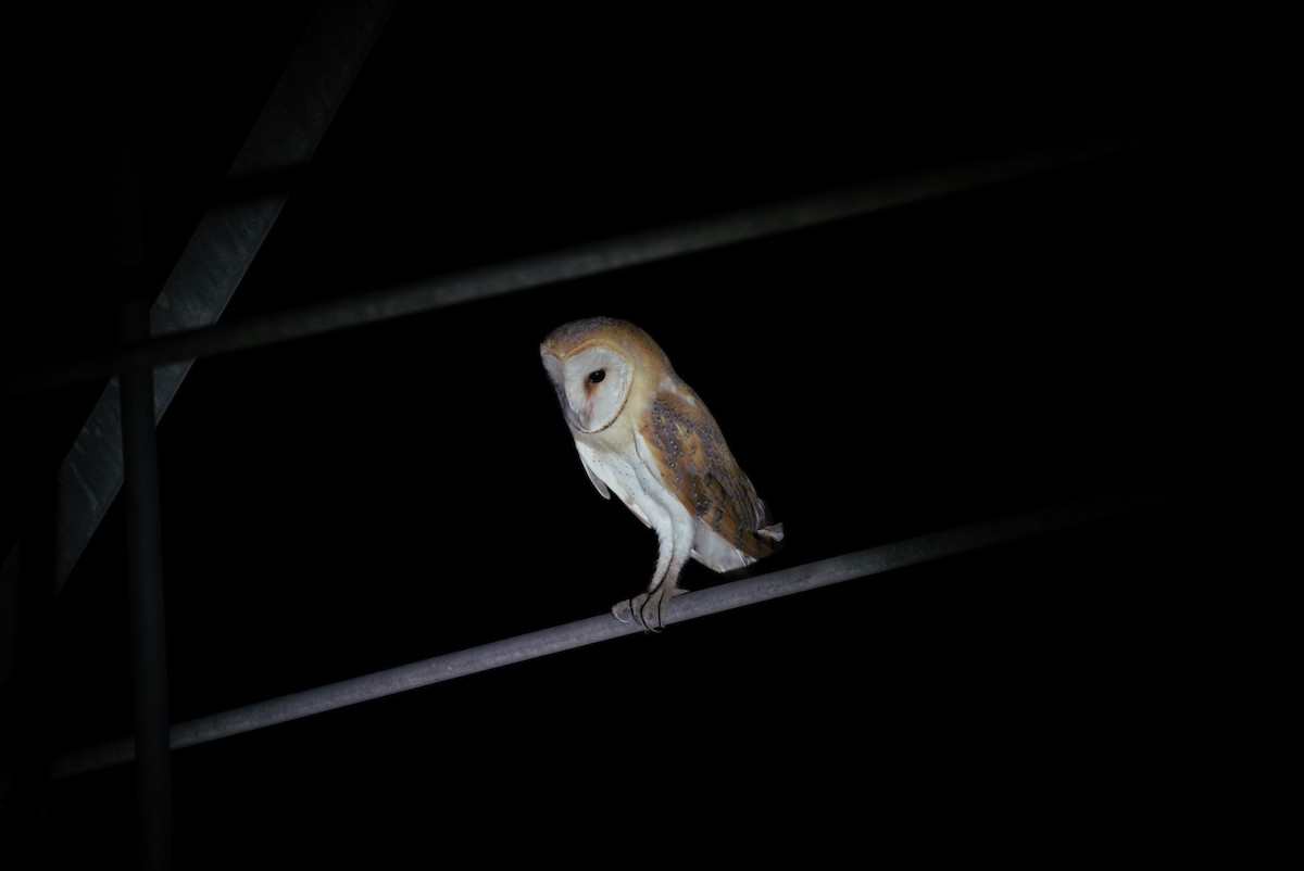 Barn Owl - ML622879967