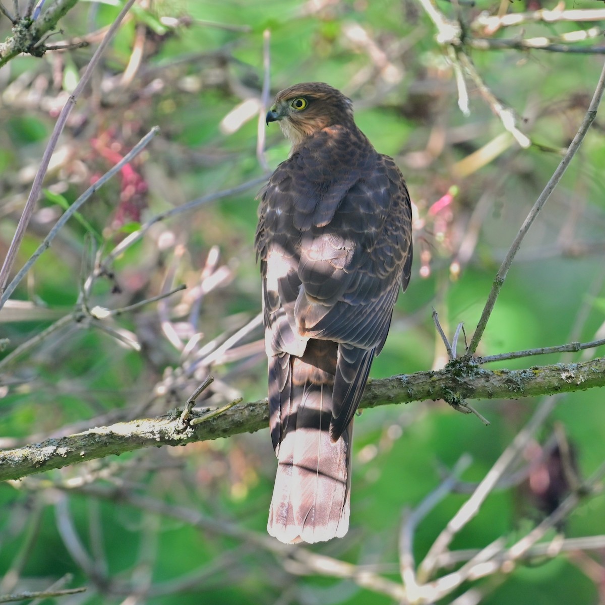 Eurasian Sparrowhawk - ML622879995